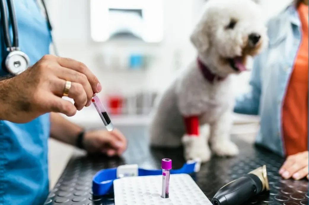 What is canine reactive protein (CRP) and why it matters? — Early Diagnosis of Osteoarthritis