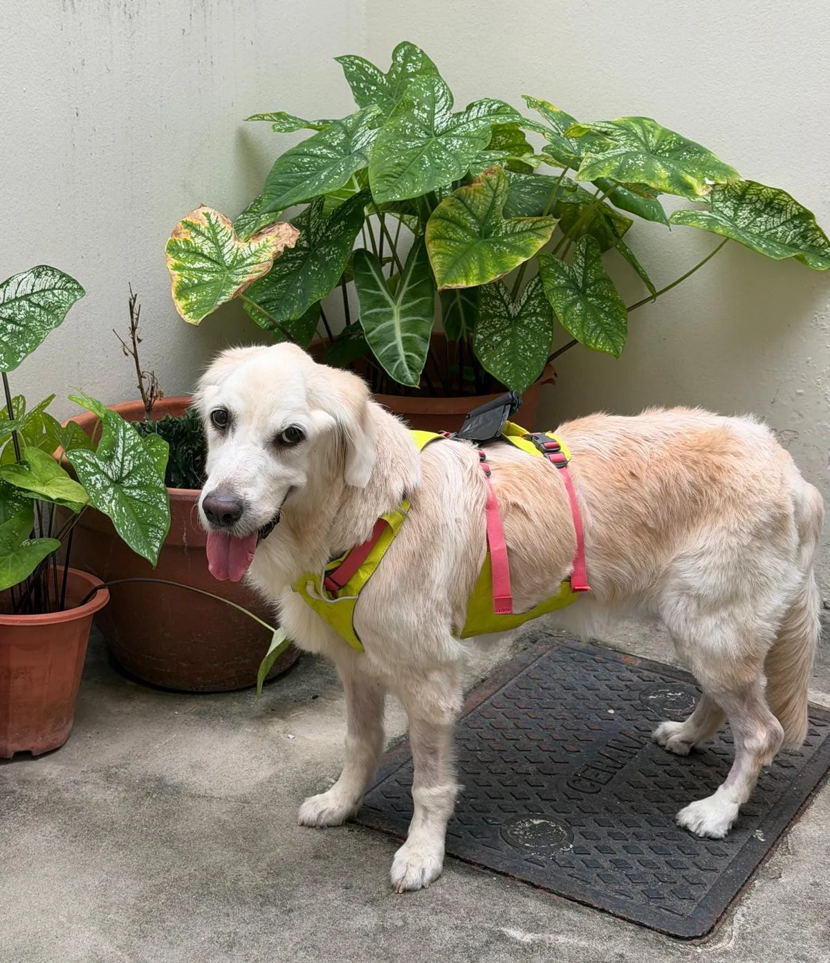 Surviving Meningoencephalitis!