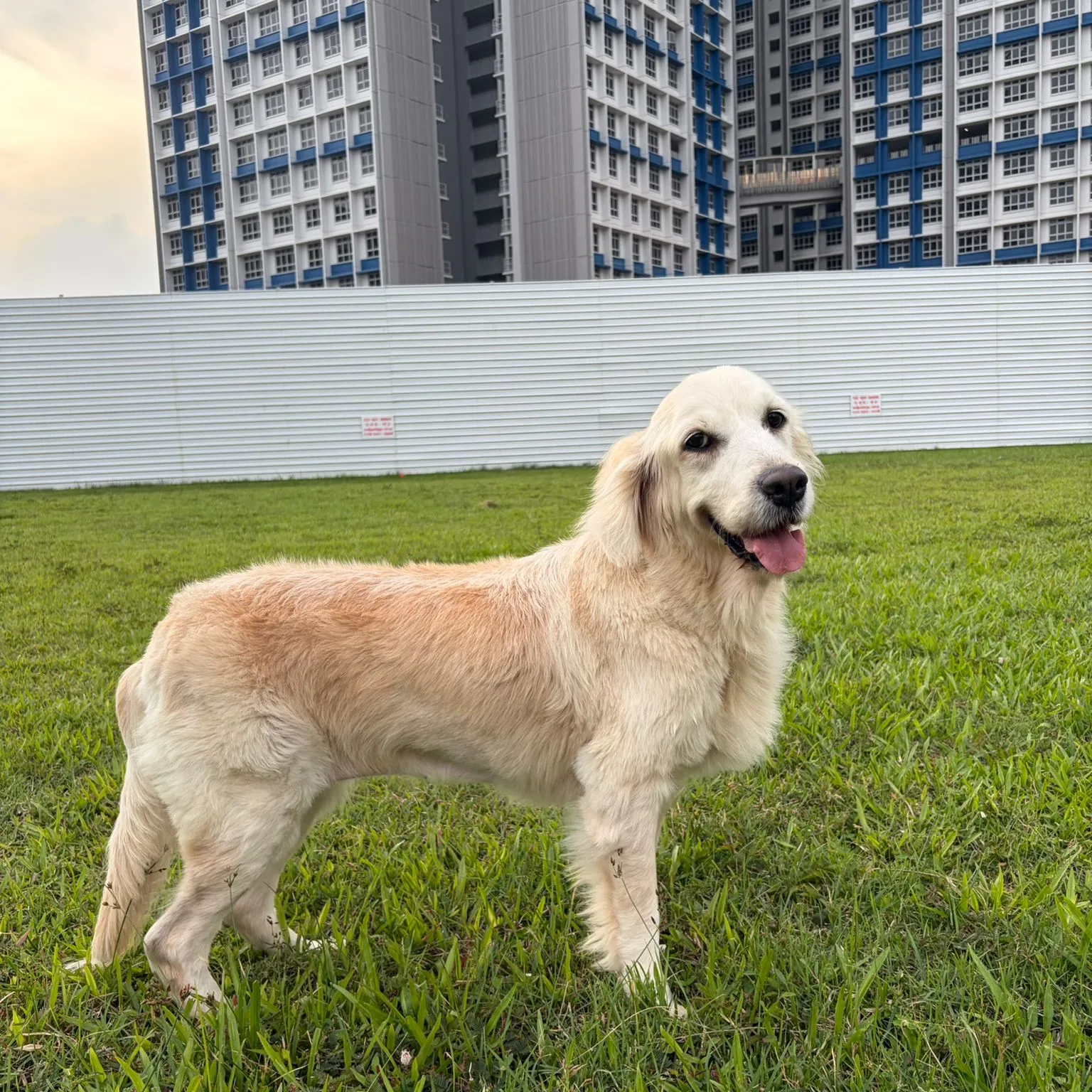 Main rehabilitation goals — Surviving Meningoencephalitis!