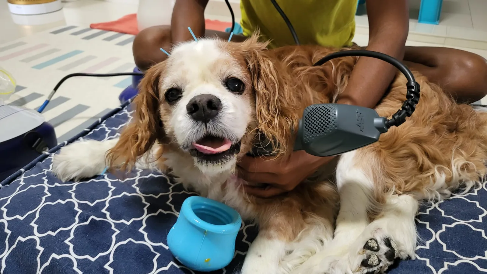 3 Home Remedies for your pet in pain