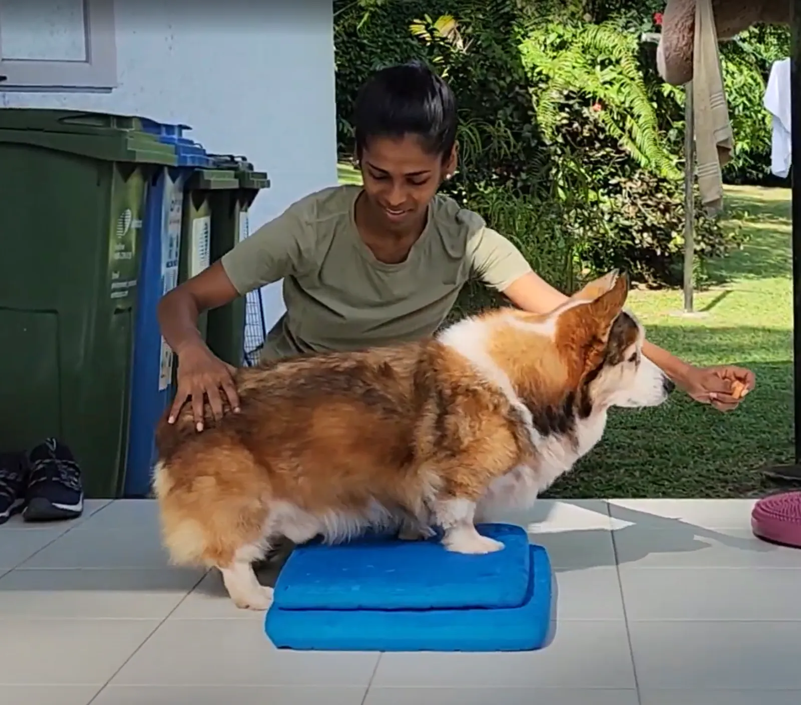 1. Front Feet on a Balance Pad (Engaging Core + Shoulder Stability) — Why Walking Isn’t Enough for Senior Dogs: The Importance of Structured Exercise