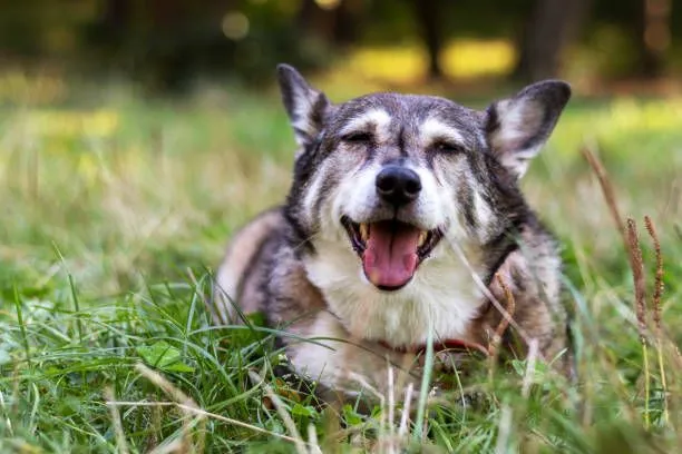 Watch out for — Why Walking Isn’t Enough for Senior Dogs: The Importance of Structured Exercise