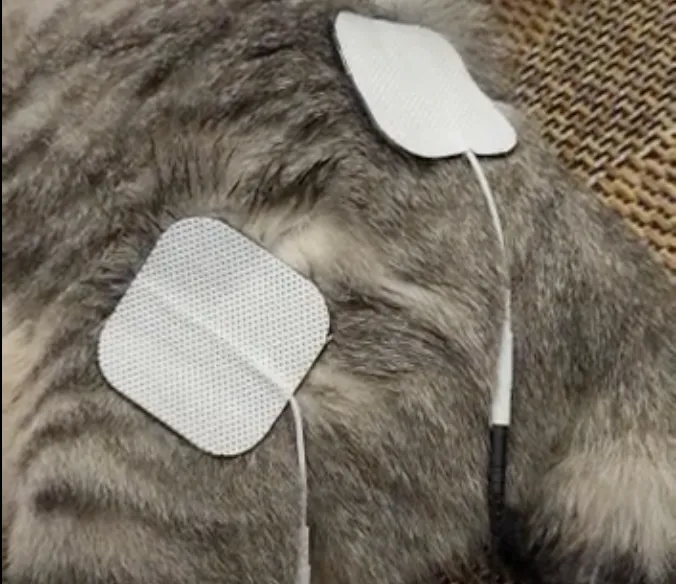 Advanced Pain Relief for Your Pet: Using TENS Devices and Laser Therapy at Home