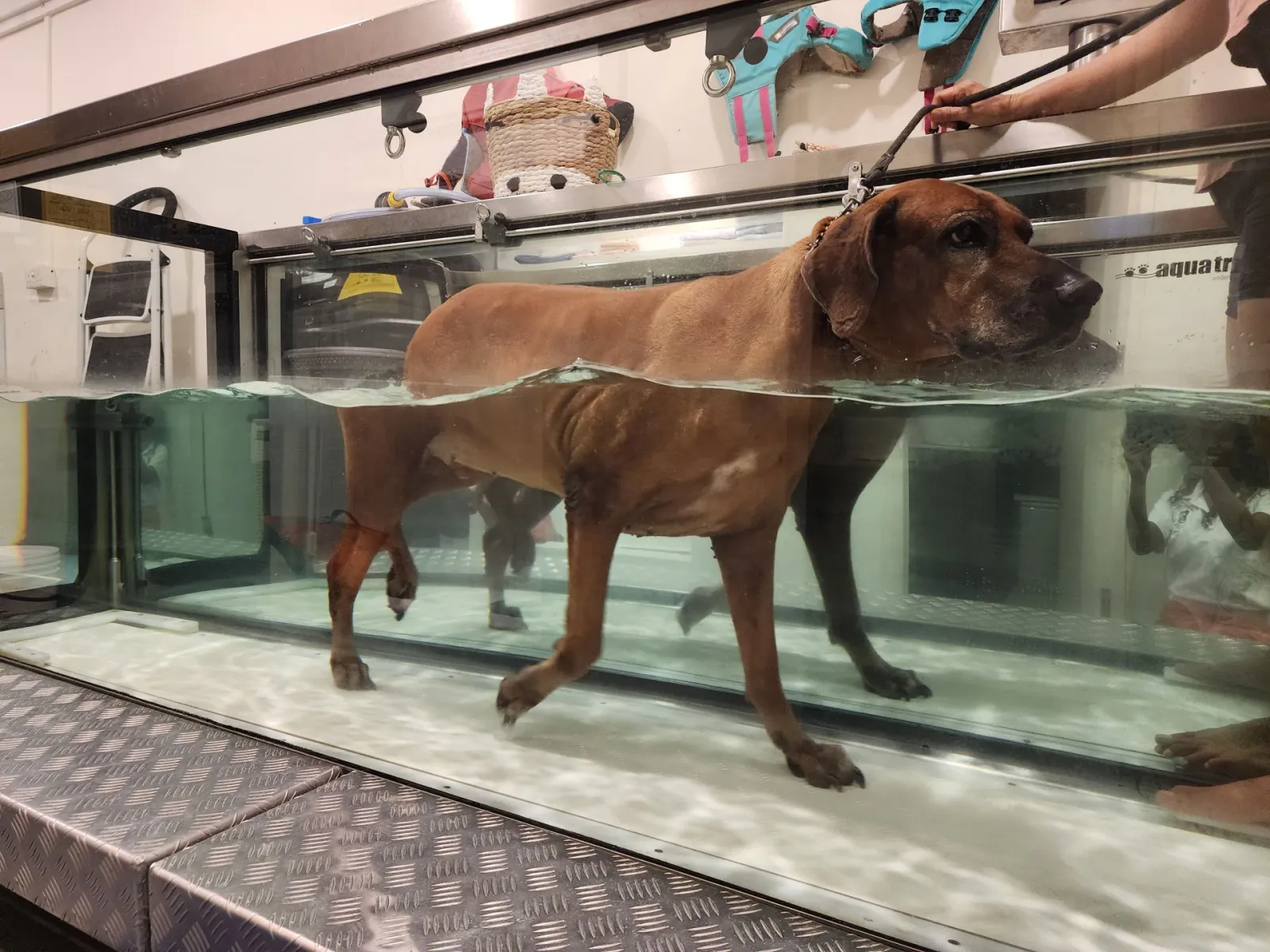 The Underwater Treadmill Is an Engineering Marvel! — Precision in Motion: Understanding Your Dog’s Gait with Hydrotherapy